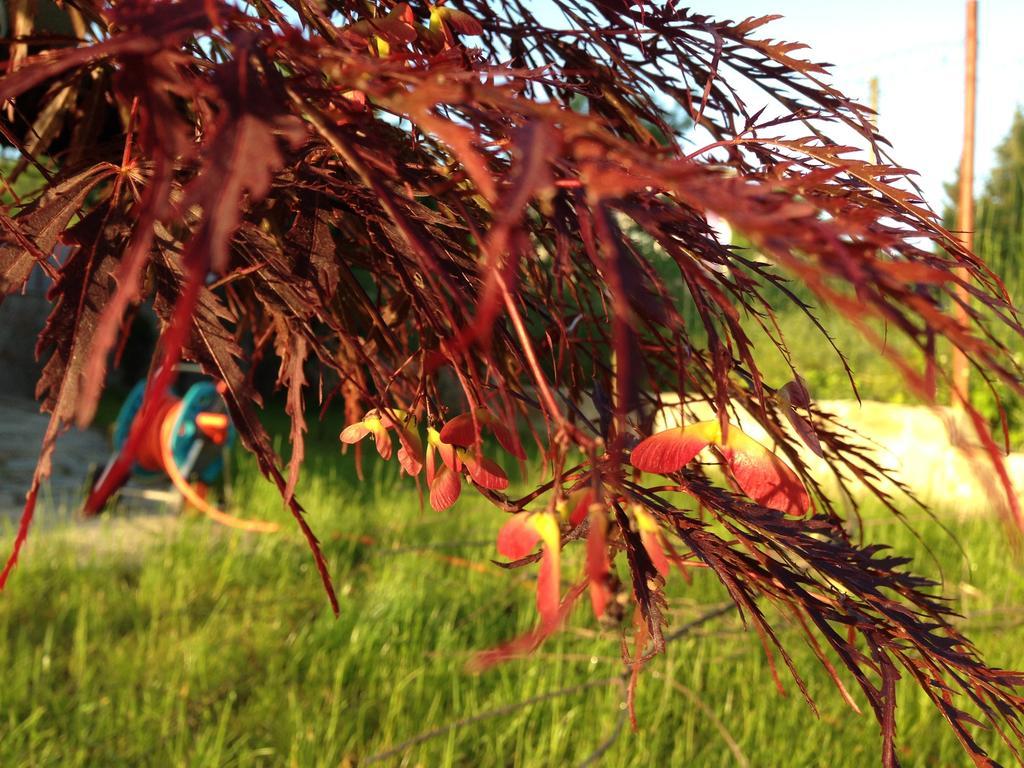 Zapovedni Rai Otel Primorsko Oda fotoğraf